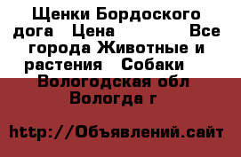 Щенки Бордоского дога › Цена ­ 60 000 - Все города Животные и растения » Собаки   . Вологодская обл.,Вологда г.